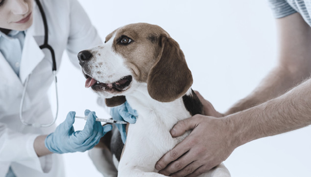 Pet vaccines: which vaccinations are necessary for your dog or cat?