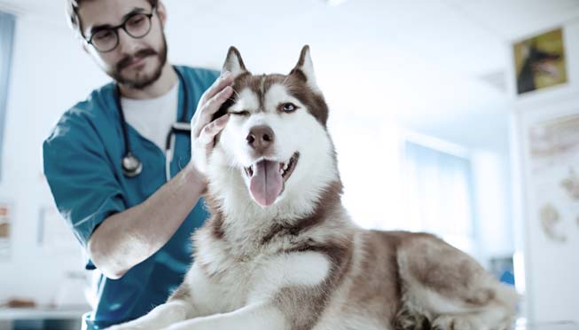 Pet treatments: which are the most expensive for your dog or cat?
