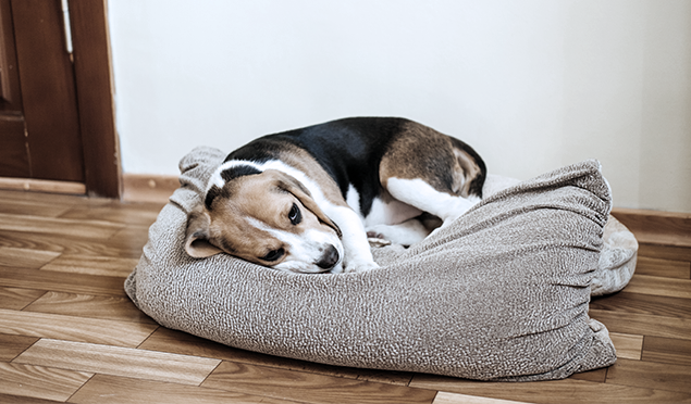 What to do in these 5 pet emergencies