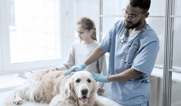 How often should I take my dog for a vet check-up?