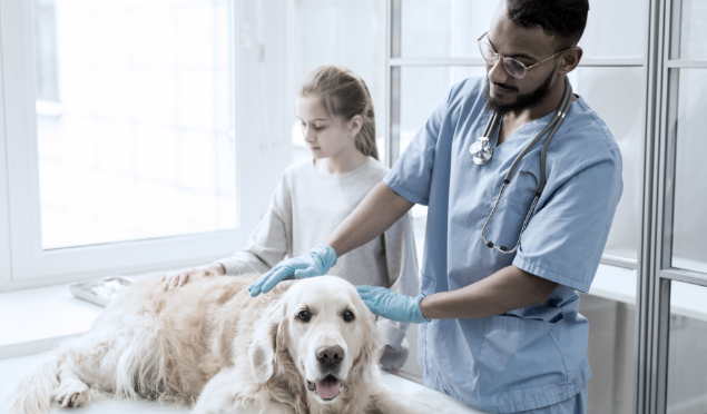 how much is a vet check up for a dog