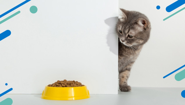 How much should I feed my cat?